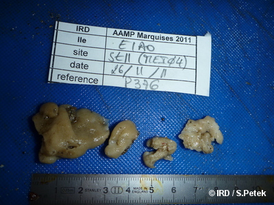 Leucetta chagosensis SP2346