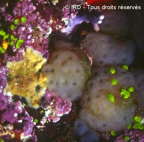 Stomozoa murrayi UA087