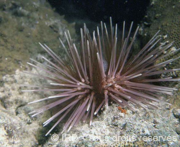 Echinothrix calamaris EE011