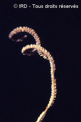 Cirrhipathes anguina HZ060